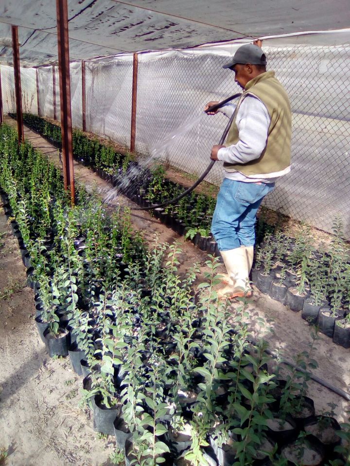 Sembrando Vida, sin viabilidad