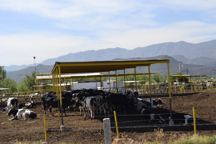 Destaca Durango en la producción de leche de vaca