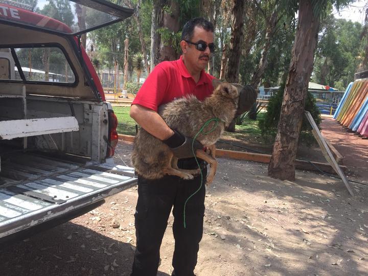 Capturan coyote que recorría la ciudad de Durango