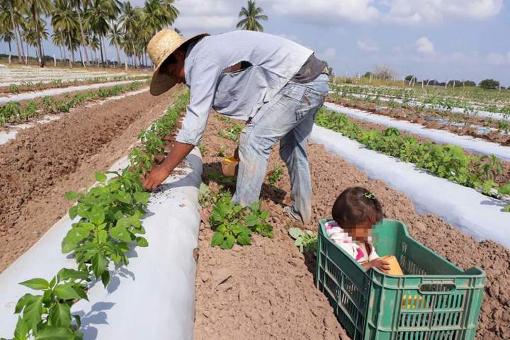 Combaten trabajo infantil en el campo