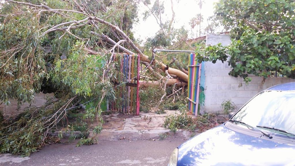 Cae árbol en jardín de niños de la colonia El Consuelo en Gómez Palacio