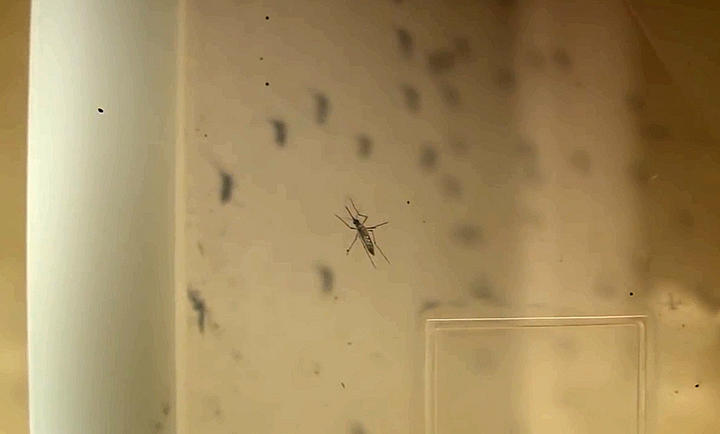 Durango, libre de dengue y un caso de chikungunya