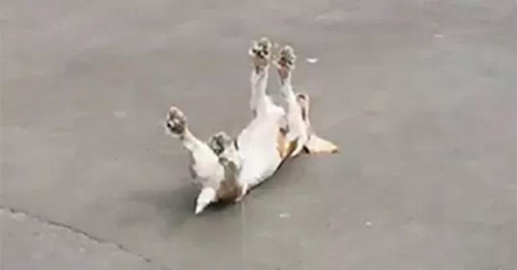 La verdad tras el video viral del perro desmallándose al ver unos patos