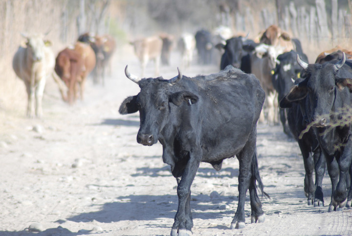 Pocos casos de muerte de ganado en Poanas