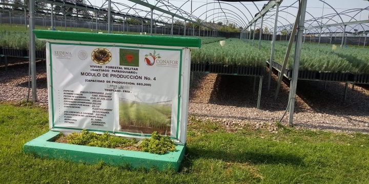 Producen árboles de Sembrando Vida