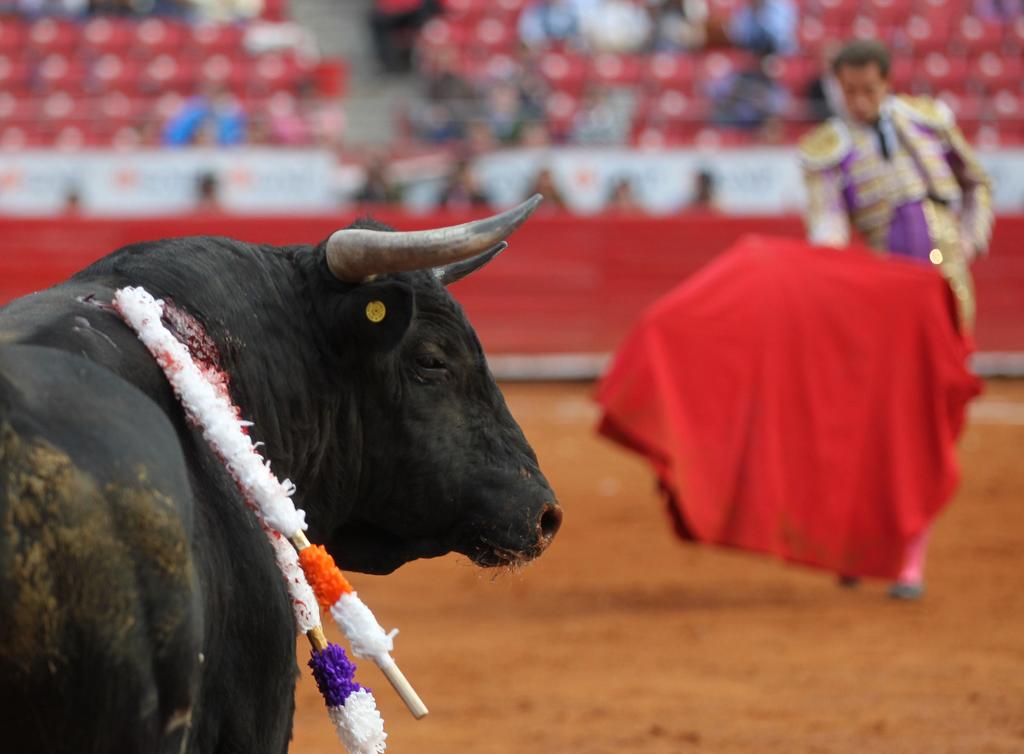 Prohíben las corridas de toros en Quintana Roo