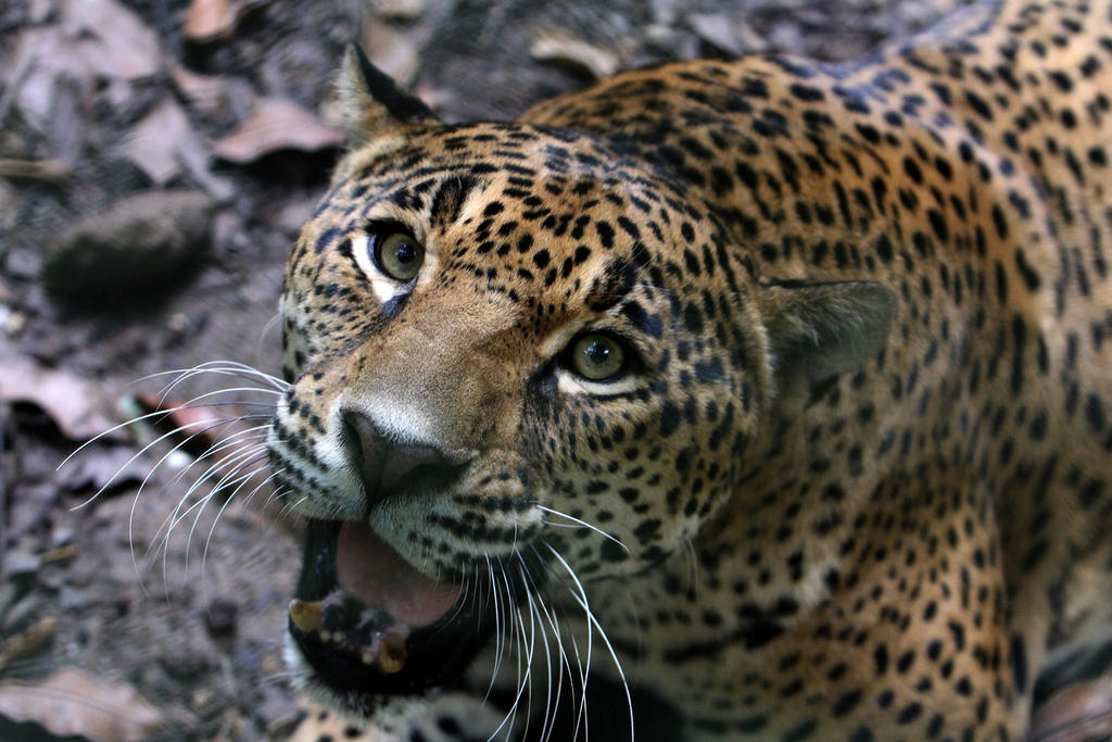 Pese a retos, crece población de jaguares en el país