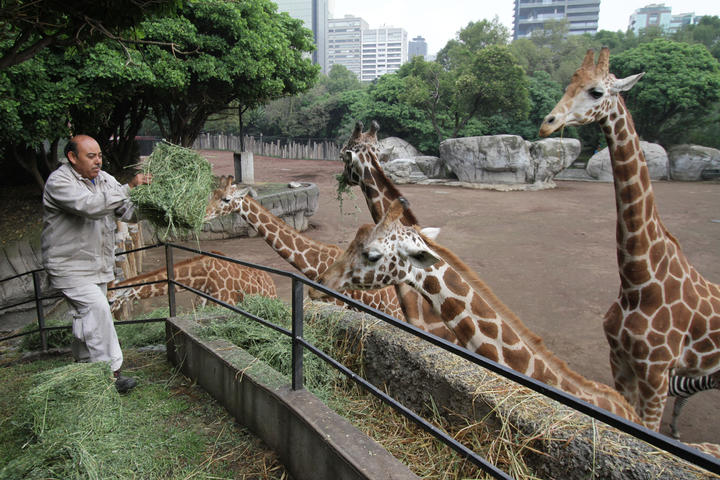 Austeridad pega a zoos de la CDMX; animales comen con 11 pesos al día