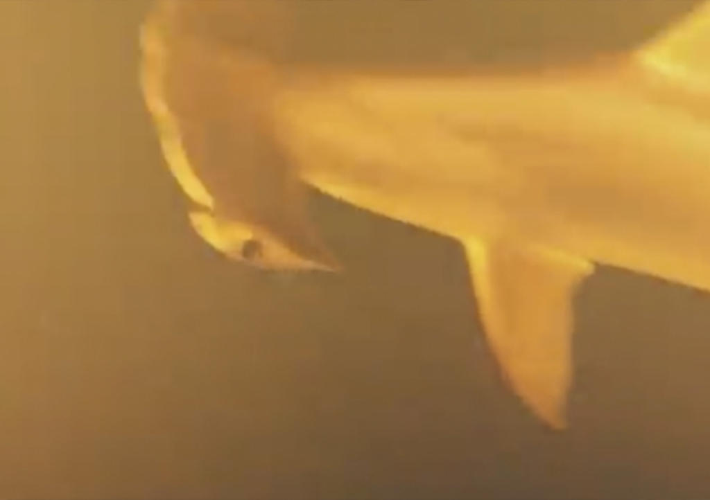 Descubren tiburones viviendo en cráter de volcán activo