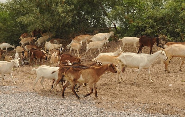 Sequía y falta de apoyo 'pegan' al sector caprino de La Laguna