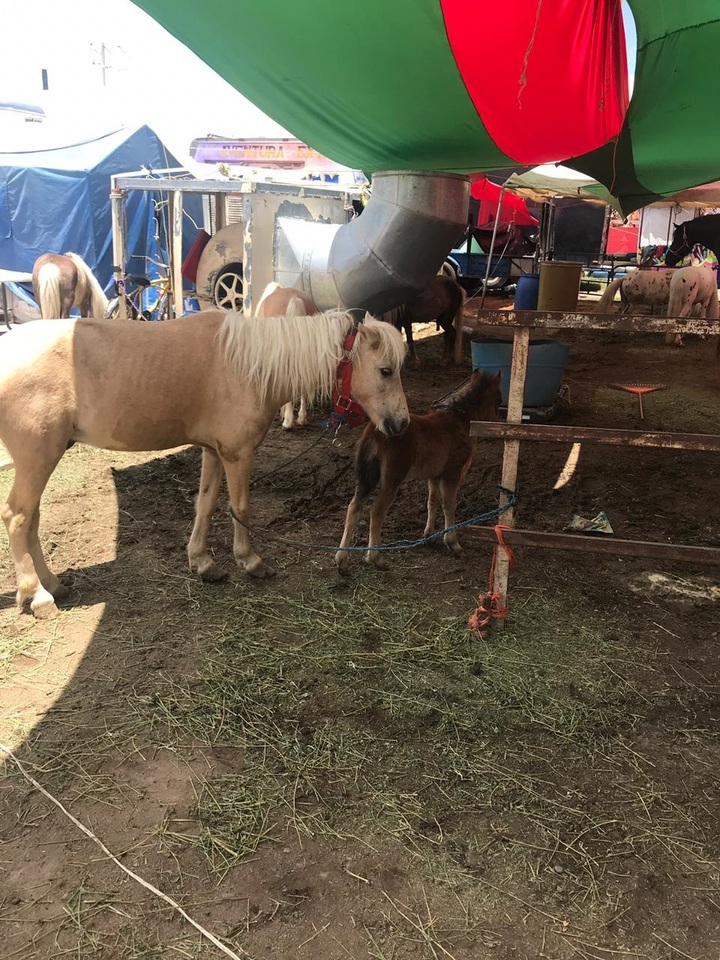 Revisan animales en Feria de Gómez
