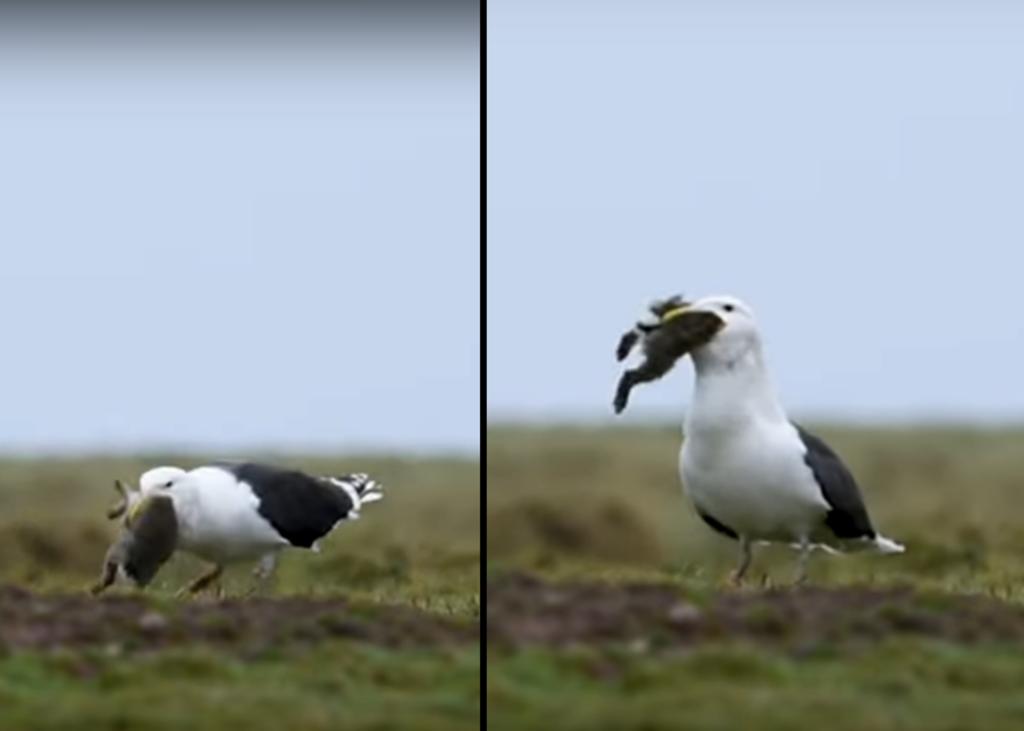 Captan a gaviota comiéndose un conejo entero