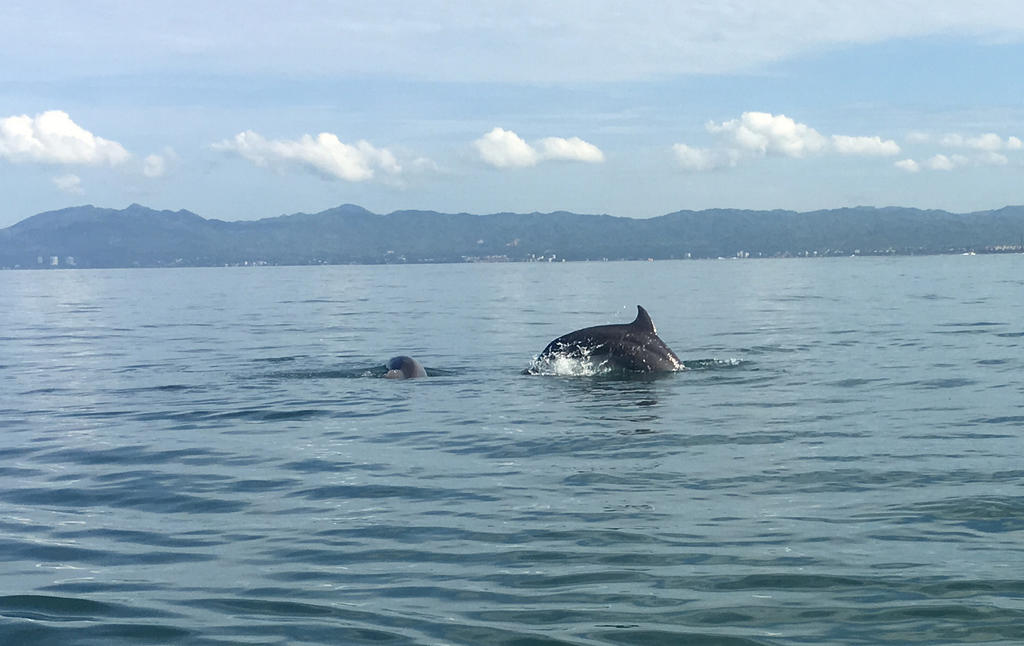 Delfines regulan cada latido de su corazón mientras bucean