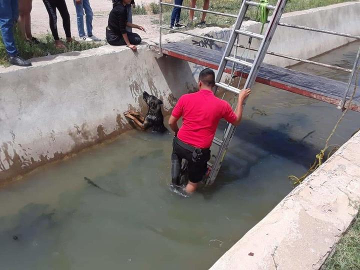 Bomberos rescatan a una perrita en el canal