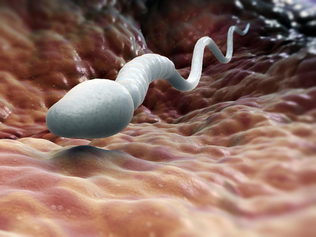 Estudian espermatozoide en 3D para mejorar la fecundación