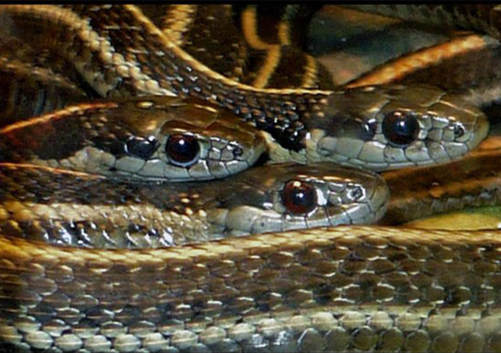 VIRAL: La pelea entre tres serpientes en medio de la calle