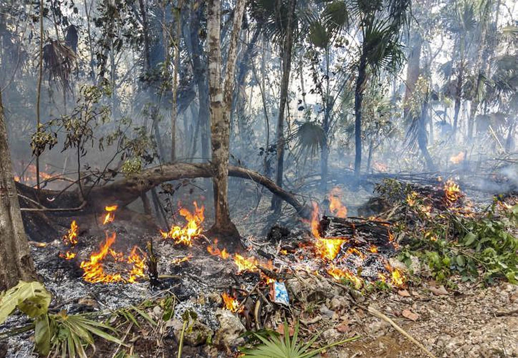 'Tardará zona más frágil de reserva hasta 200 años en recuperarse de incendios'