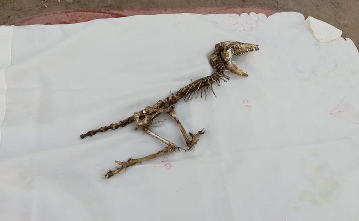 Hallan extraño esqueleto en Durango