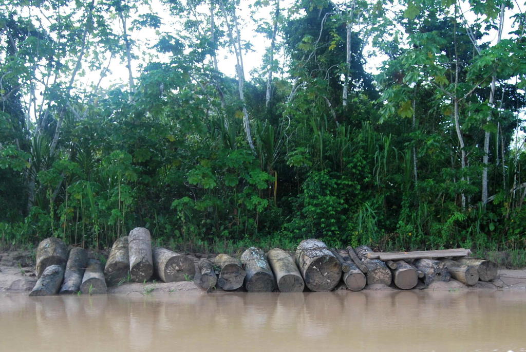 Acusa estudio a funcionarios de Perú por 'lavado' de madera