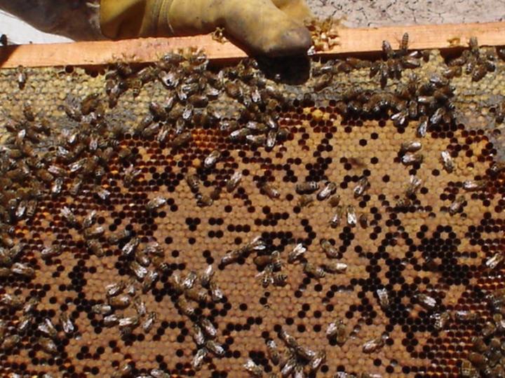 114 toneladas de miel en el primer semestre de 2019