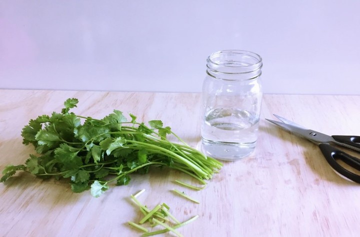 Cómo conservar el cilantro