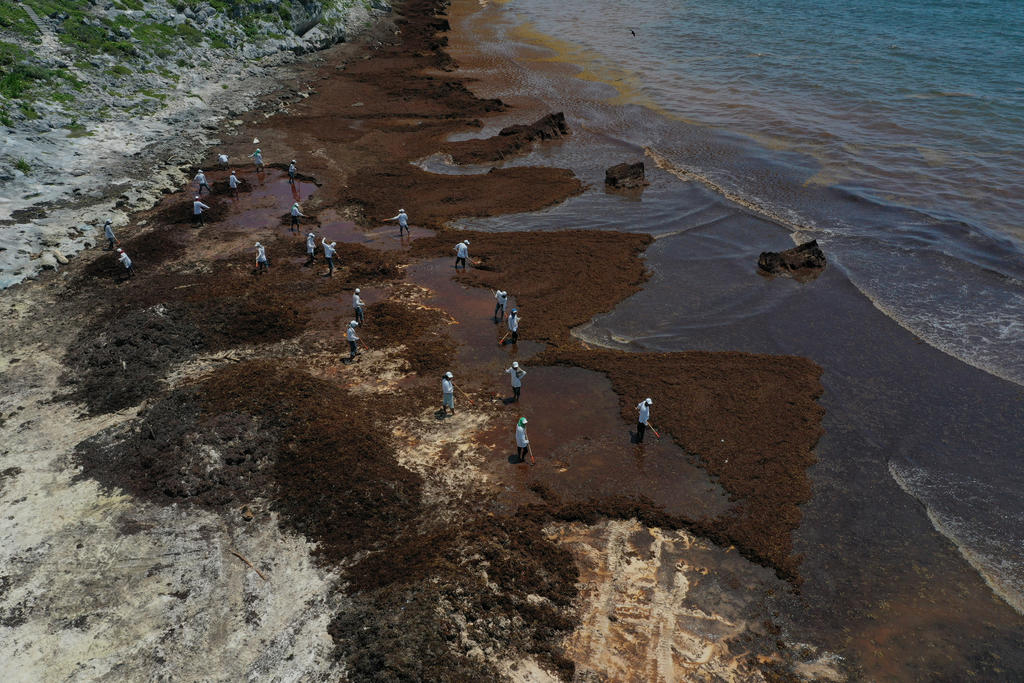 Recolectan 38 mil toneladas de sargazo en Caribe mexicano