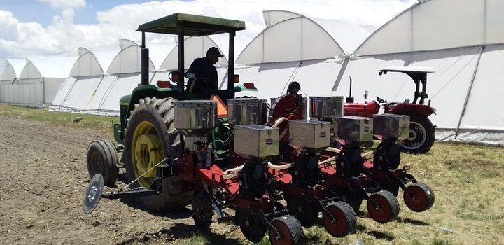 Impulsan cultivo de amaranto y chía