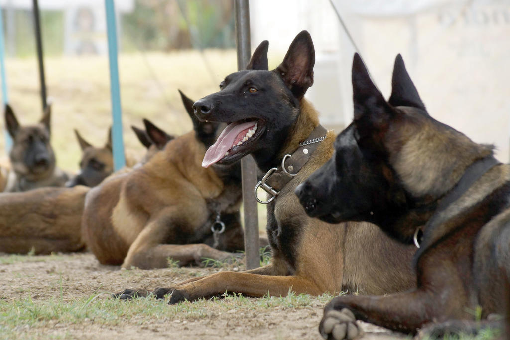 Perros entrenados refuerzan operativos contra robo en transporte público