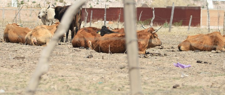 Agricultura y ganadería en crisis por la falta de lluvias