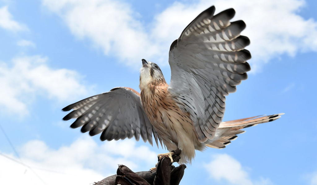 Llevaría 50 millones de años recuperar aves extinguidas en Nueva Zelanda