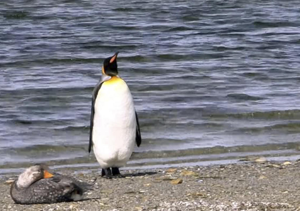 Adorable pingüino y su manera de esquivar a pato