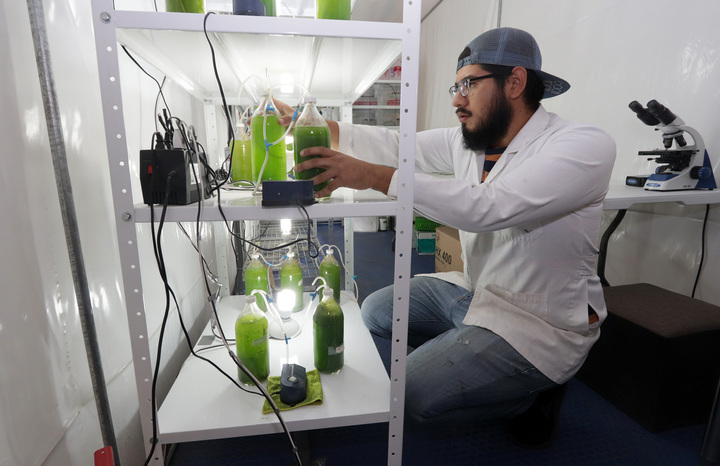 Con algas purifican el aire