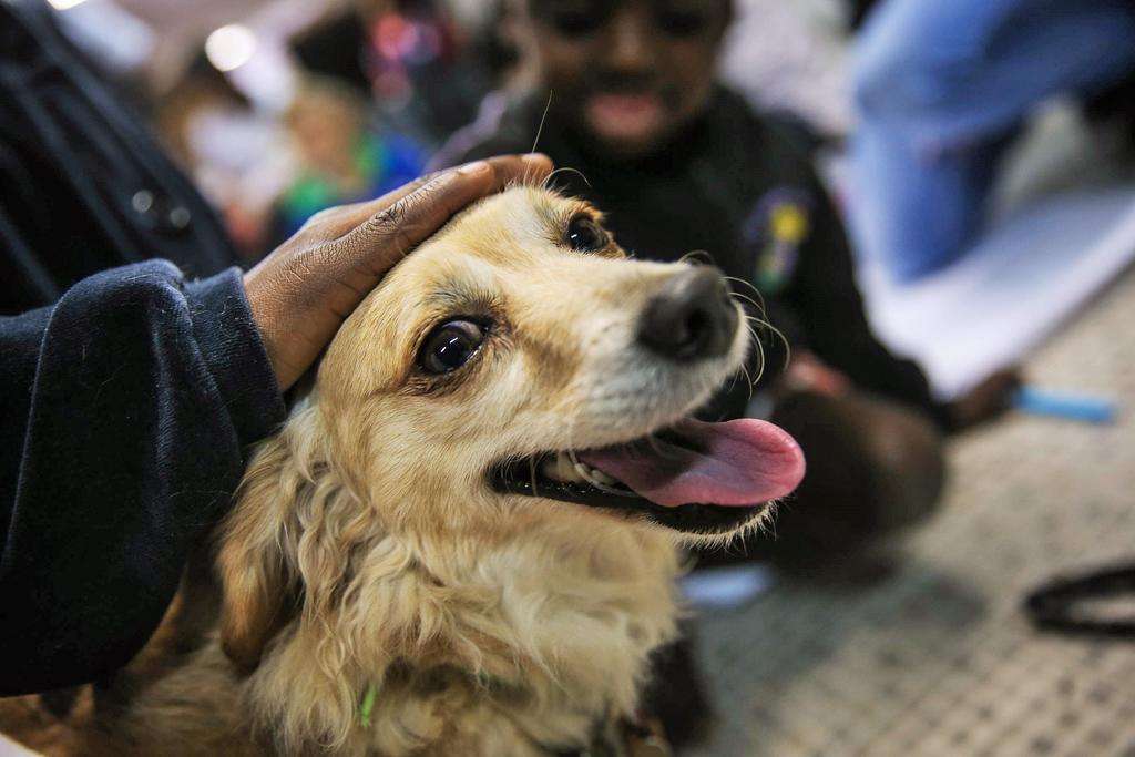 Besar mascotas, un riesgo para salud