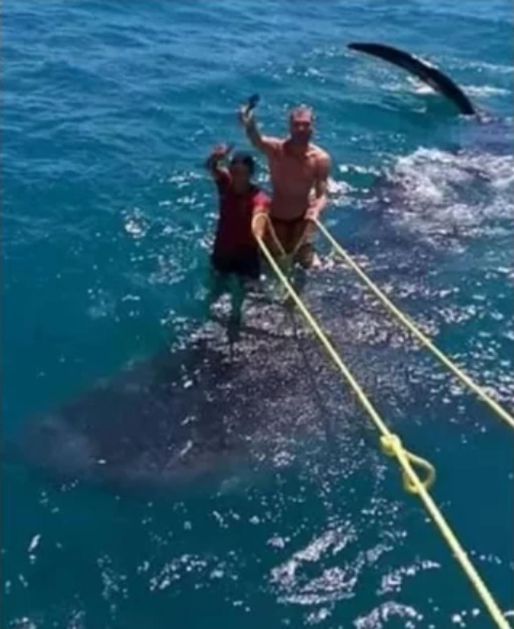 Denuncian maltrato de tiburón ballena en Quintana Roo