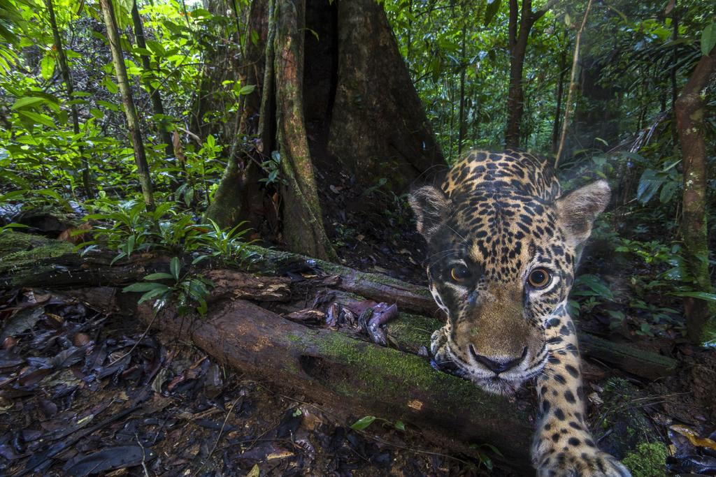 No dejaremos de apoyar a la selva amazónica: Alemania
