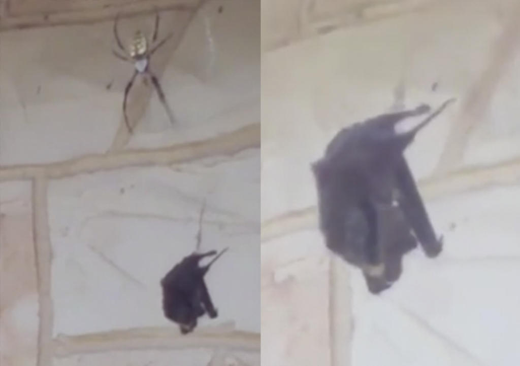 VIRAL: Monstruosa araña caza a murciélago