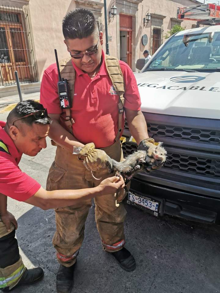Rescatan tlacuache en obras de calle Hidalgo