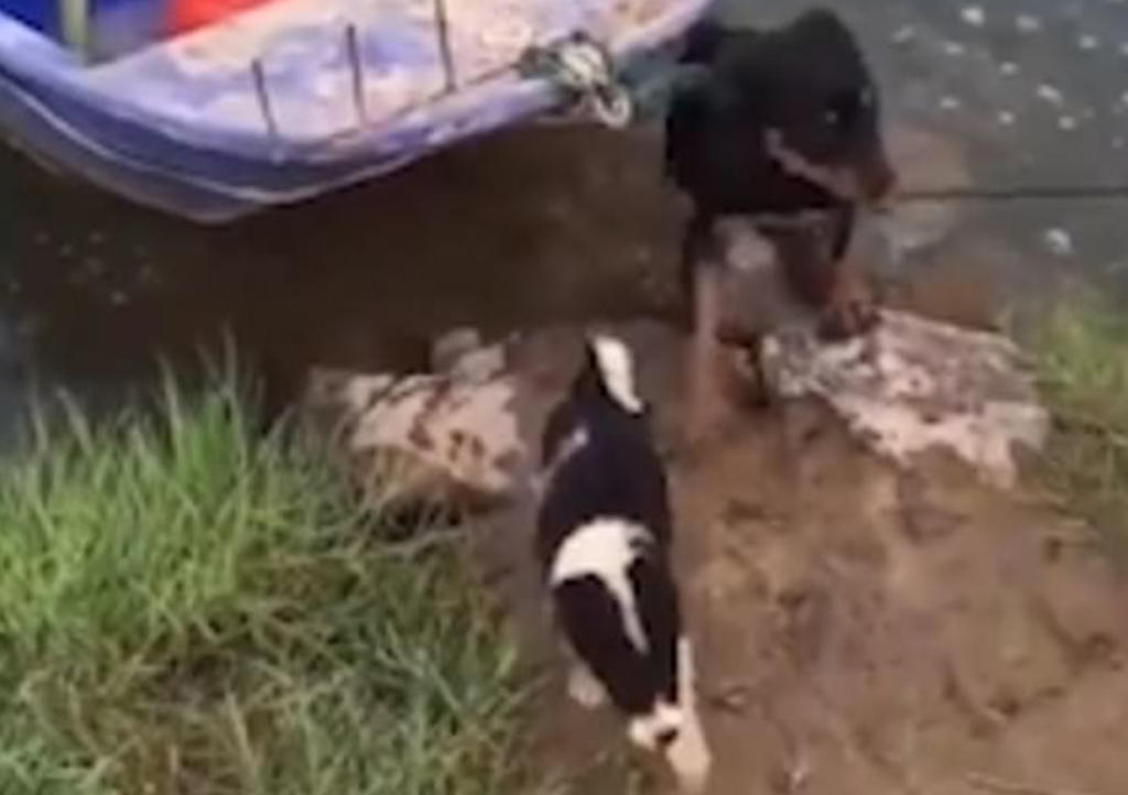 Perrito salta al agua para salvar a cachorro en lancha