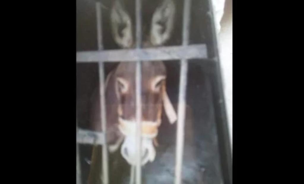 Liberan a burro luego de 72 horas encarcelado en Oaxaca