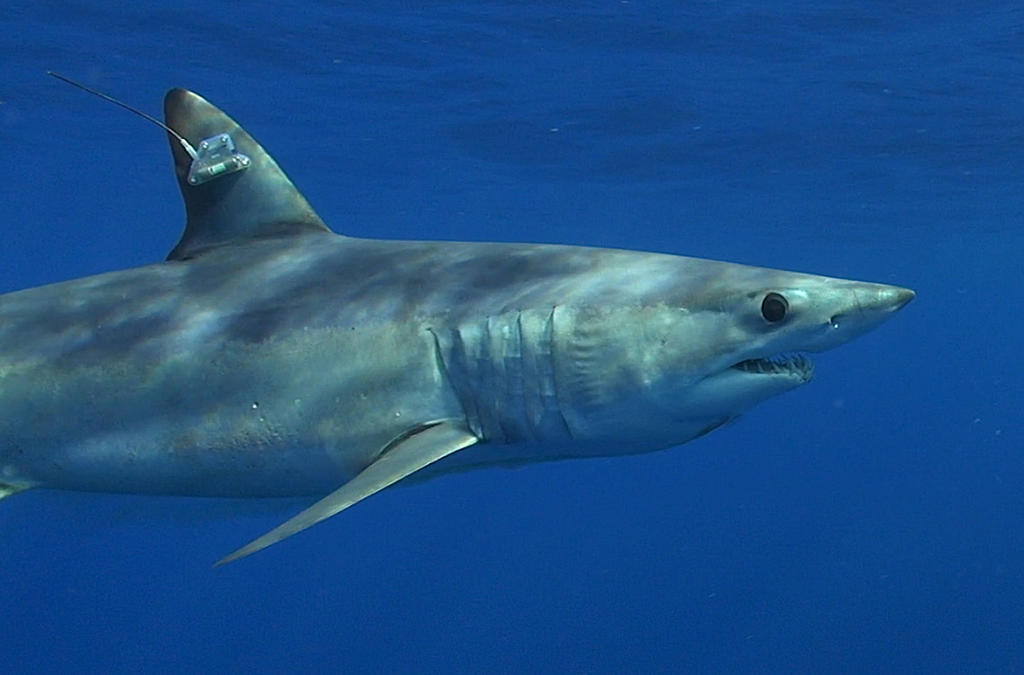 Tiburones y rayas en peligro de extinción serán protegidos