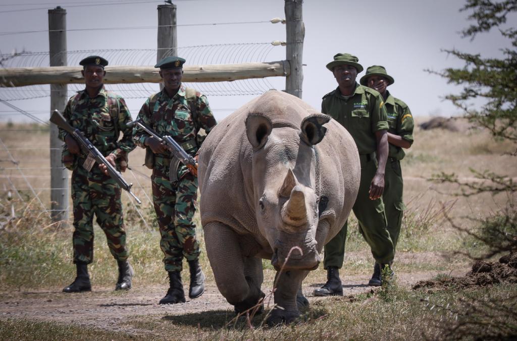 Logran fecundar 7 óvulos para salvar a los rinocerontes blancos