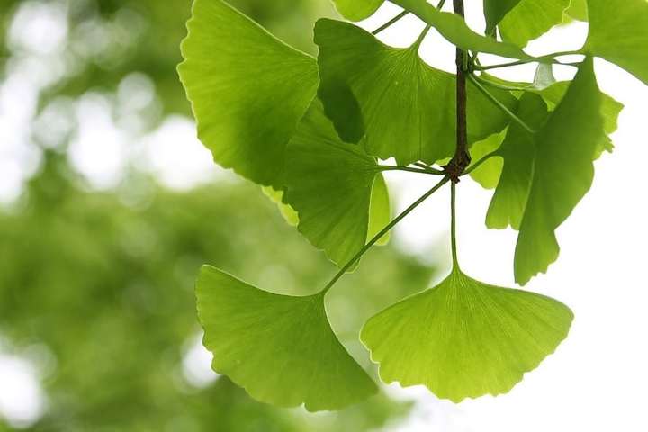 ¿Qué es el Ginkgo Biloba?