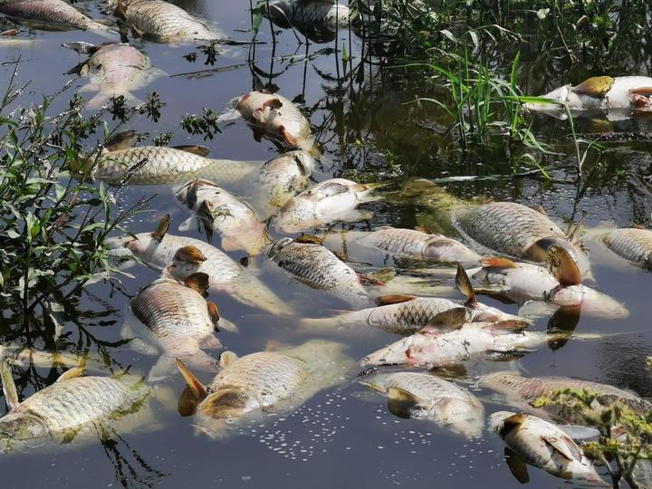 Mueren decenas de peces en remanente del río Tunal