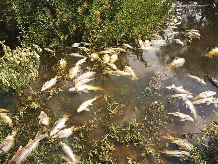 'Compete a Conagua informar sobre peces muertos'