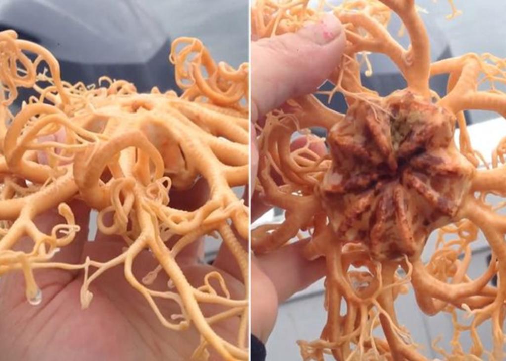 Extraño animal marino aparece en la costa de Alaska