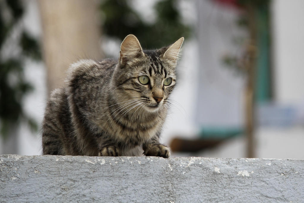 Trata de congelar a su gato y ataca a mujer que intentó rescatarlo