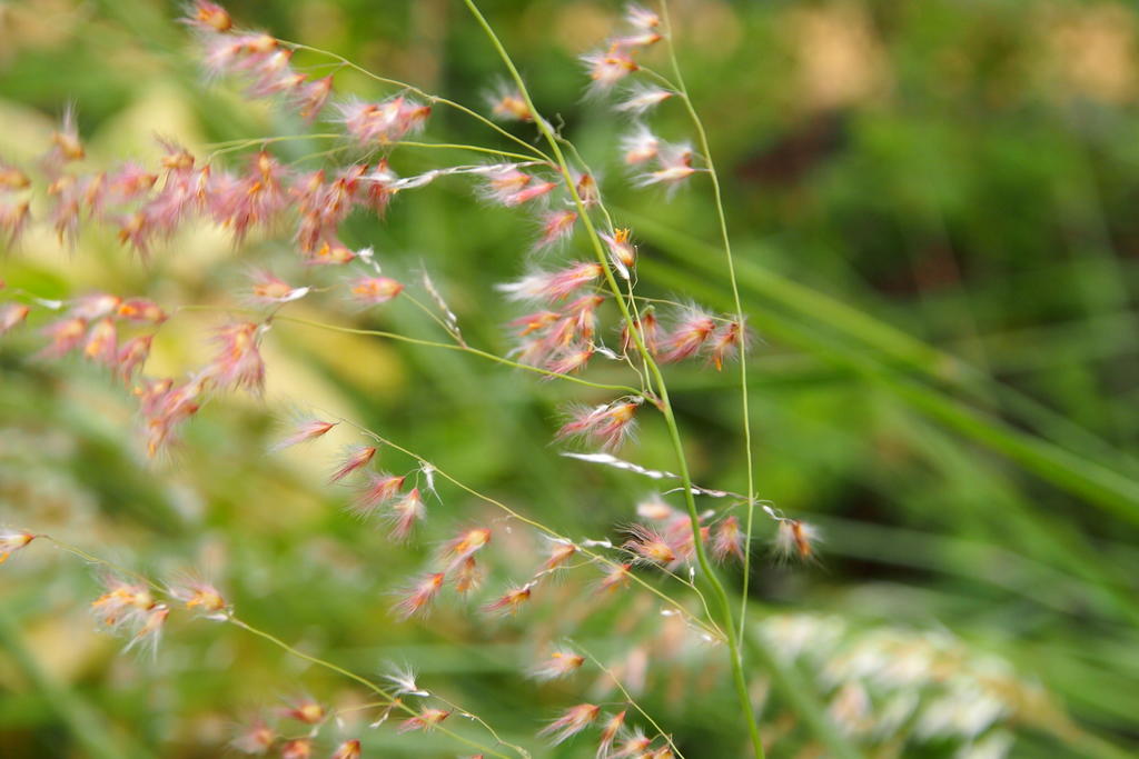 Denuncian exterminio de selvas nativas por zacate 'rosado'