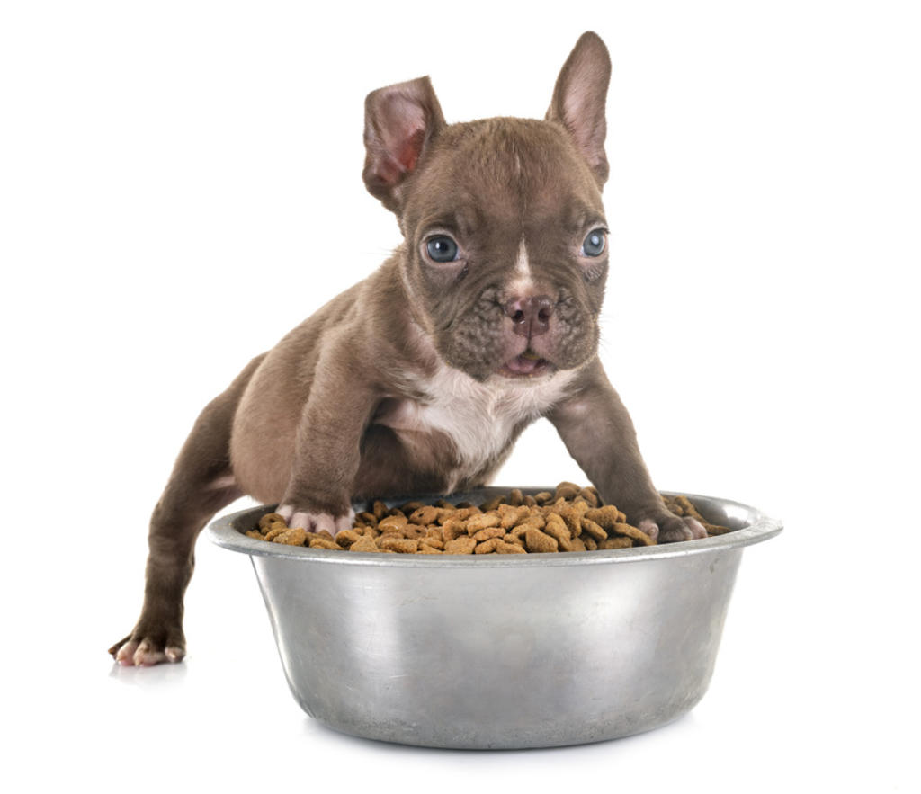 ¿Cuándo y cómo comienza el proceso para destetar a los cachorros?