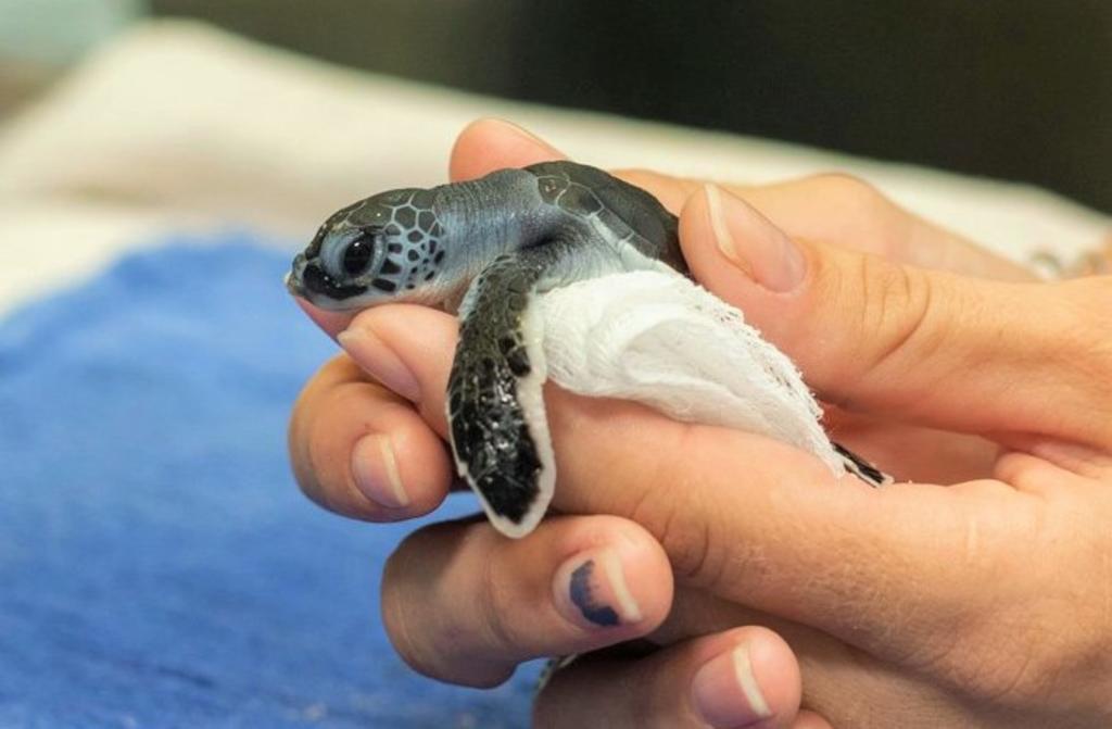 Llevan 20 tortugas marinas a zoológico tras paso de Dorian