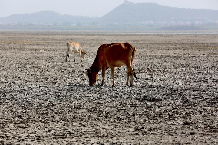 Bajos precios del ganado inhiben la venta, señalan